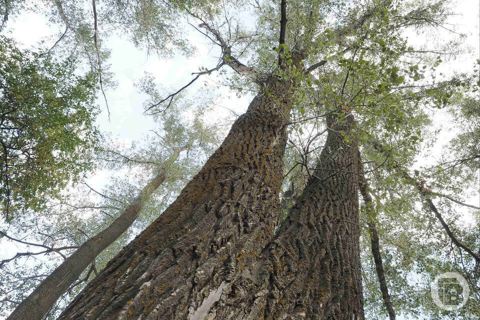    фото: Дмитрий Рогулин / "Городские вести"