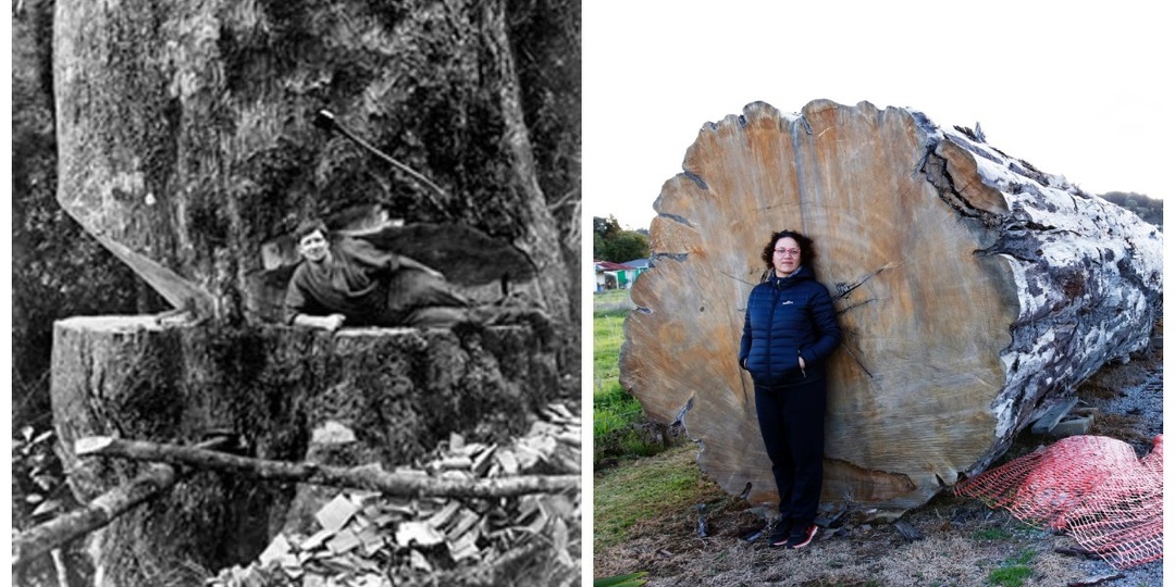 Как новозеландские лесорубы научили реки работать на себя