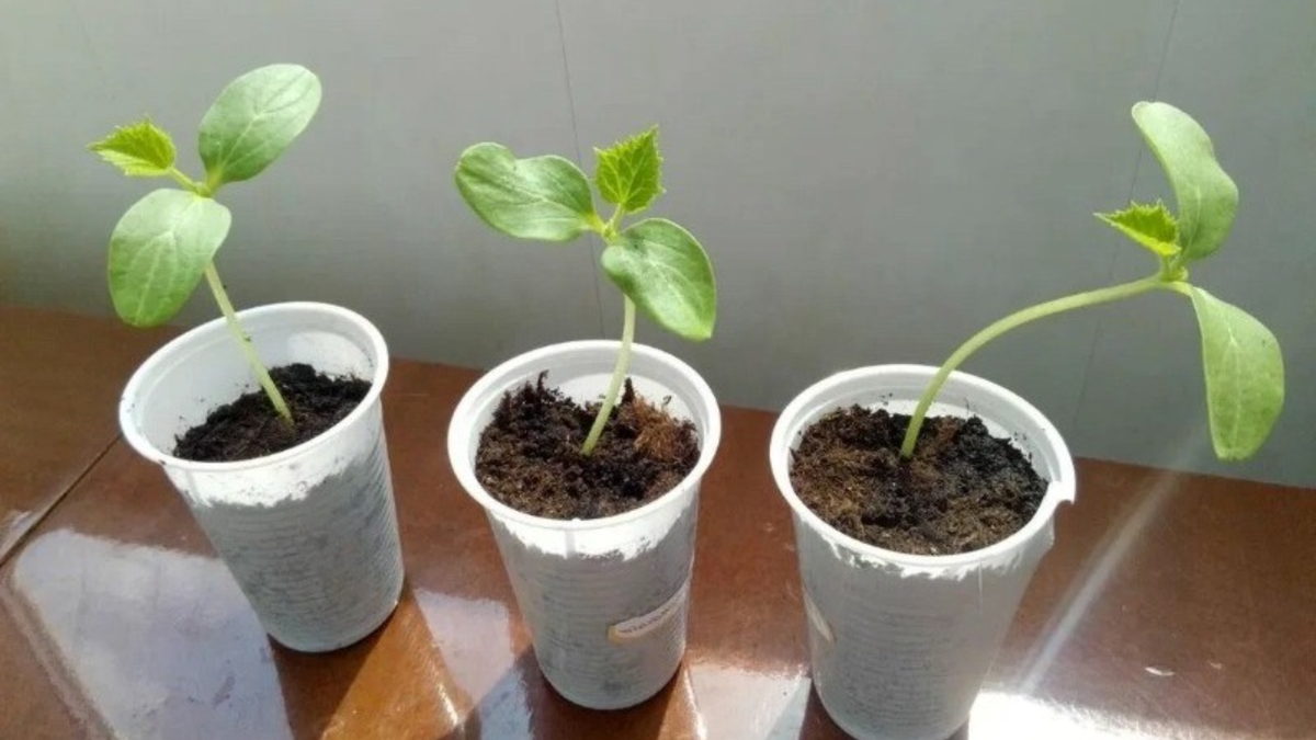 Такая рассада раньше меня пугала. Сейчас это именно то, что мне нужно для заглубления