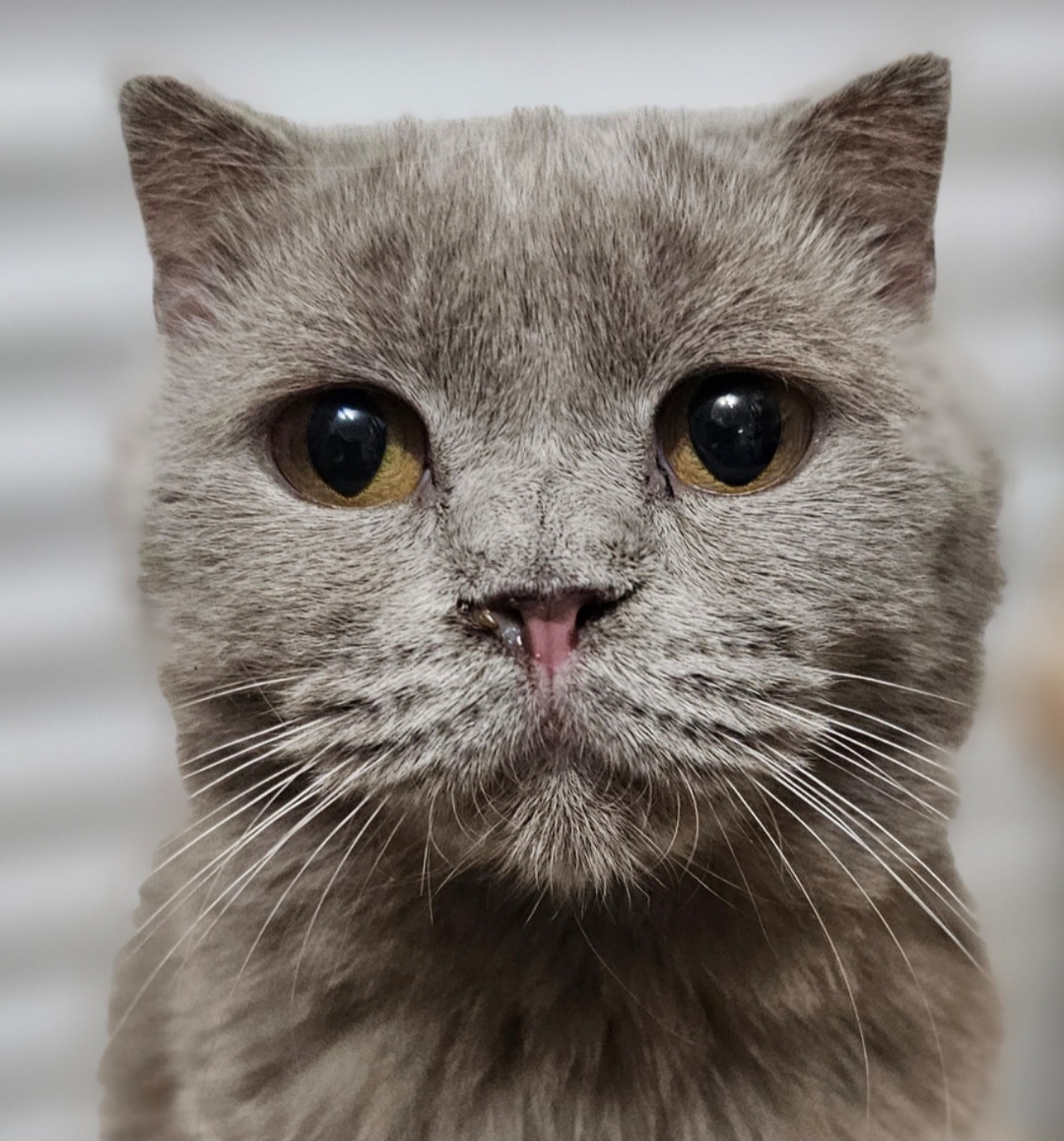 Фото автора. Лишуша. Ты нам оооооочень нужен.