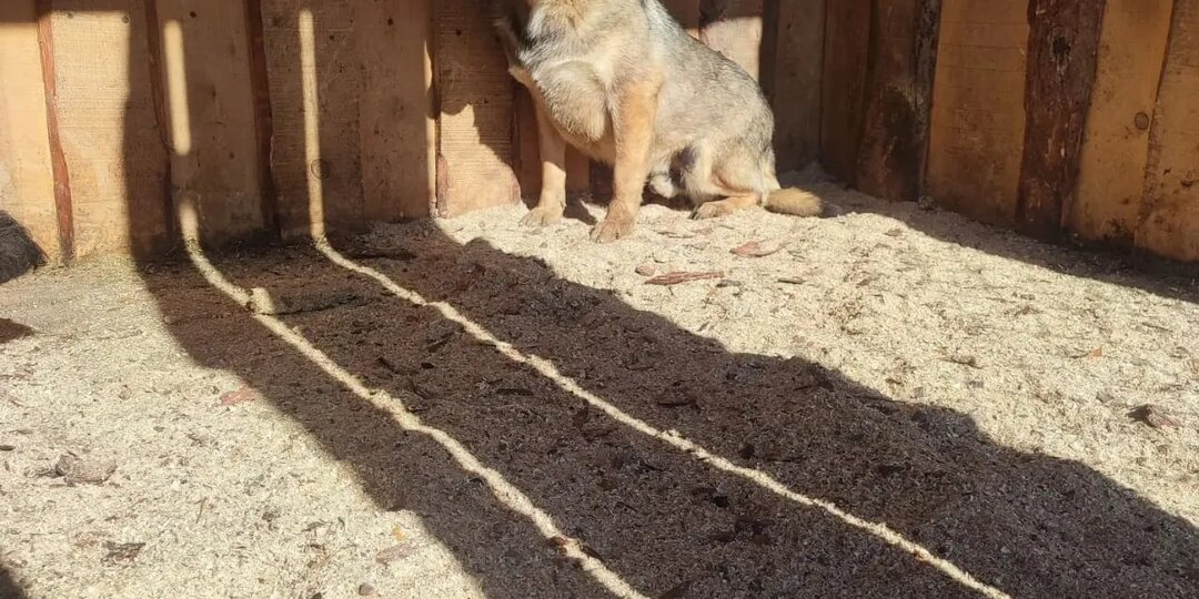 SOS!!!SOS!!!SOS!!! Самый большой приют в России просит помочь всех кто может!