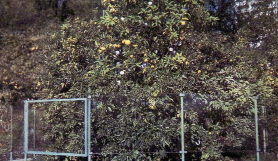 То самое дерево 