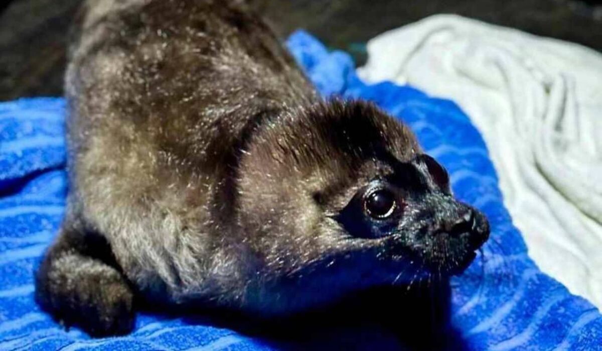     Нерпенок. Источник: spb.kp.ru Автор фото: Пресс-служба "Водоканала"