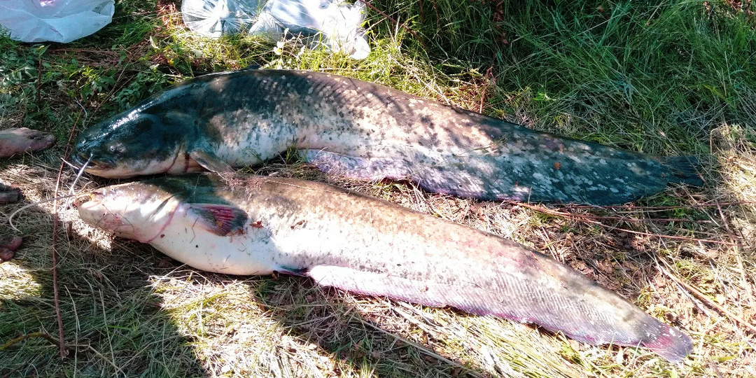 Где искать сома на реке: подробное руководство для рыболова