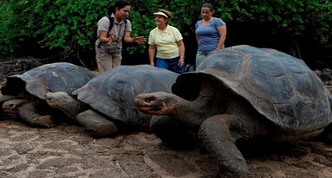 Черепашки и люди в сравнении.