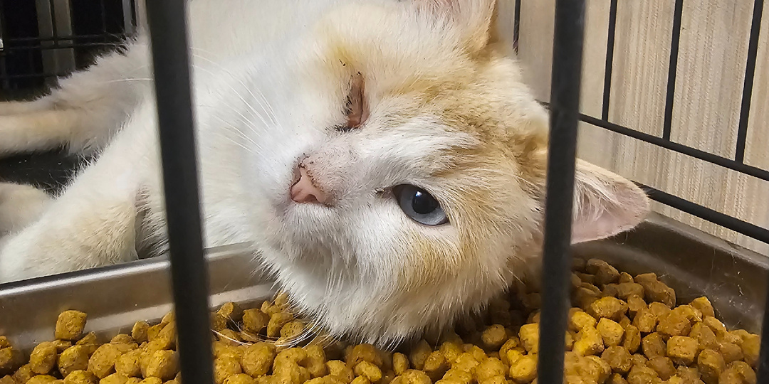 Их не видно, но они живые. Помогите спасти.