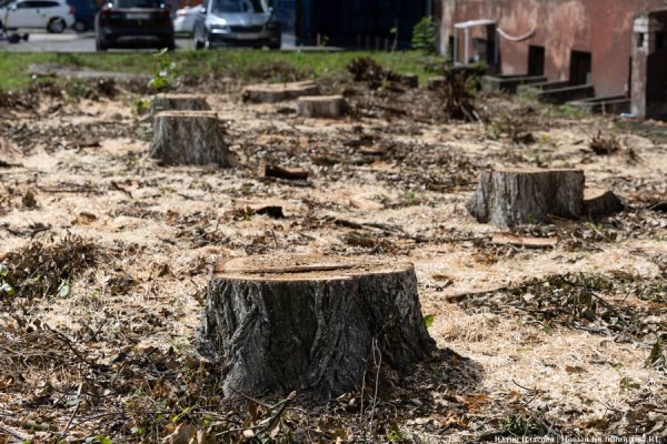 В мэрии объяснили, зачем в Калининграде проводят рубку деревьев