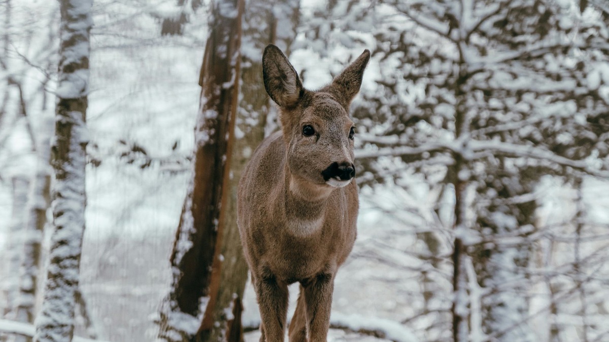    Косуля в естественной среде обитания. Фото несет иллюстративный характер