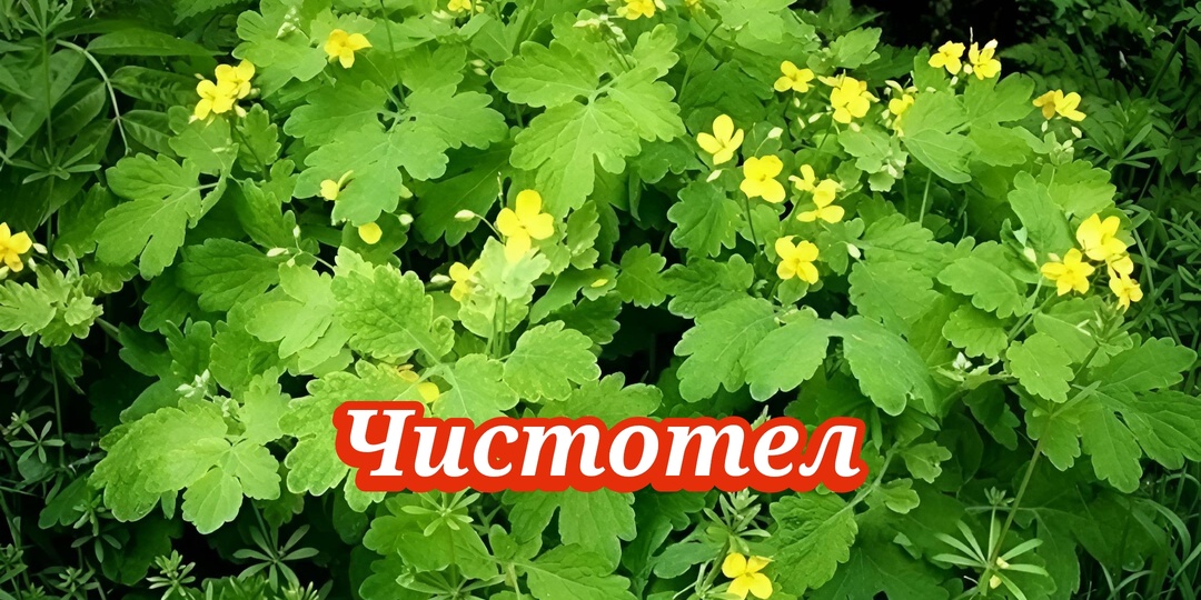 Чистотел