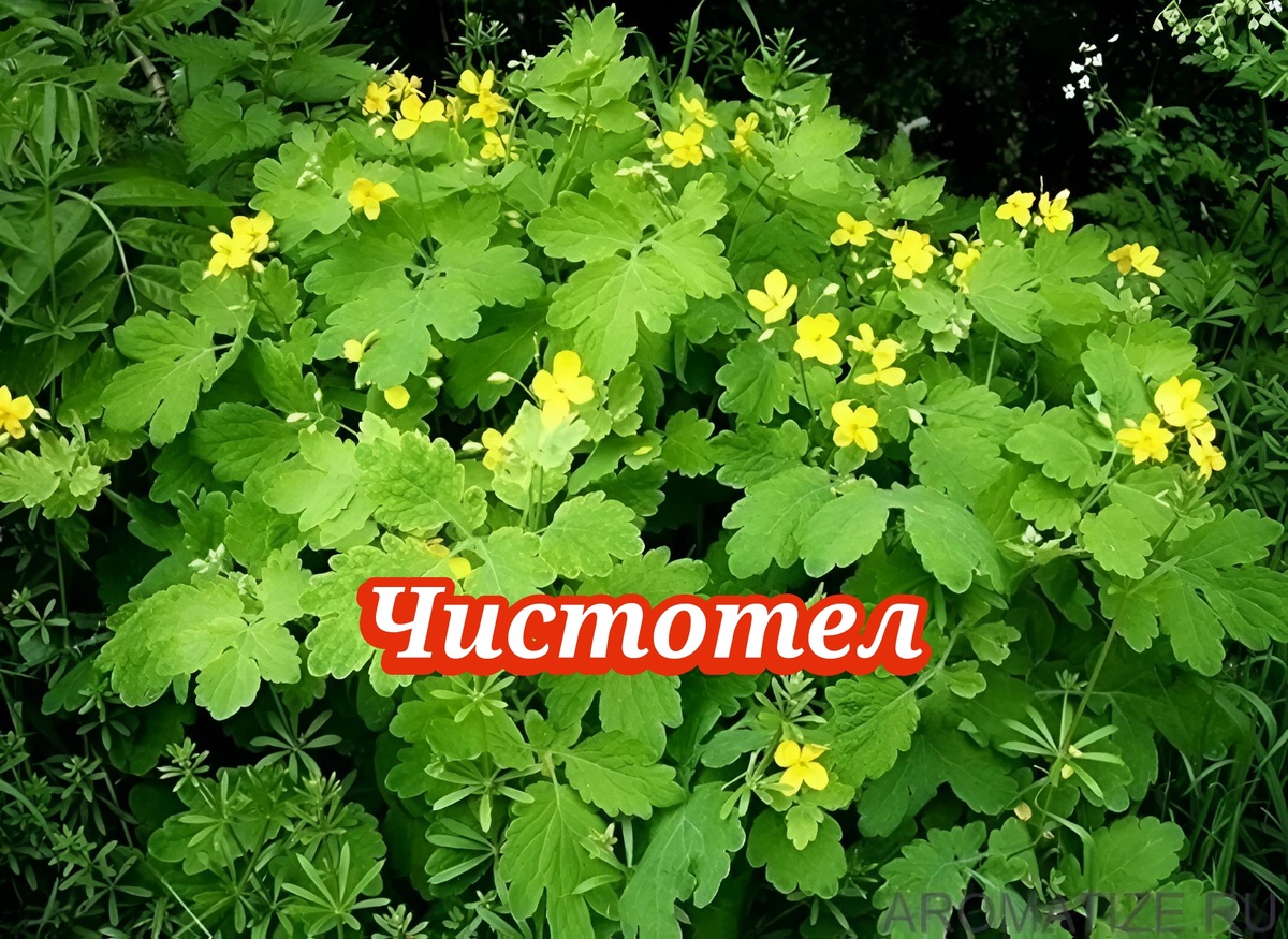 Его сок — оранжевый, как латекс, а имя говорит само за себя: "чистое тело". В народе зовут "бородавником" за способность выводить кожные наросты. Но у этого растения есть секрет, о котором нельзя забывать.