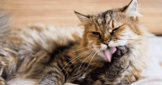 Фото из Интернета. 