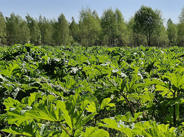 Белая береза, зеленый борщевик. Тверской собственник 60 га угодий заплатит штраф