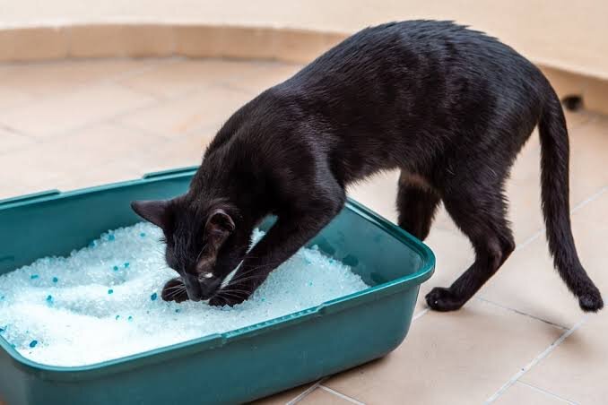 Фото из Интернета. 