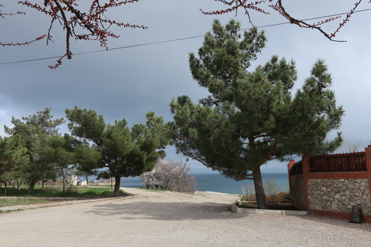 Крымские сосны...