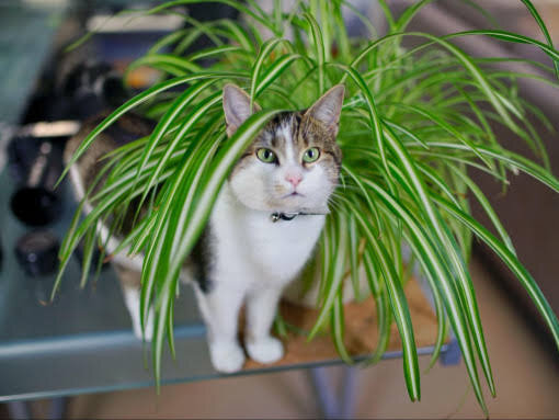 Фото из Интернета. 