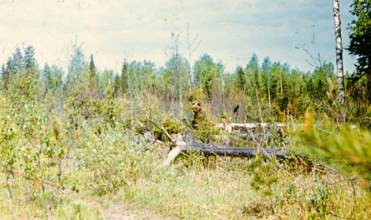 Молодняки на сплошных вырубках– кормовые стации медведя. Фото из монографии профессора В.М. Козлова.