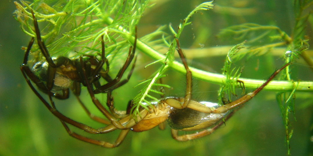 Подводный хищник с куполом