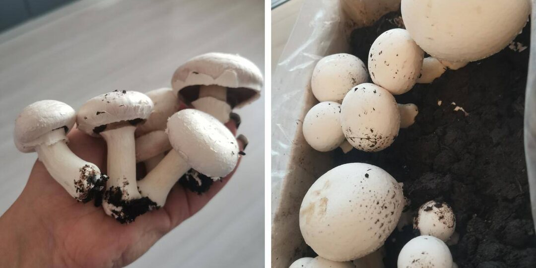 У омички дома выросли шампиньоны