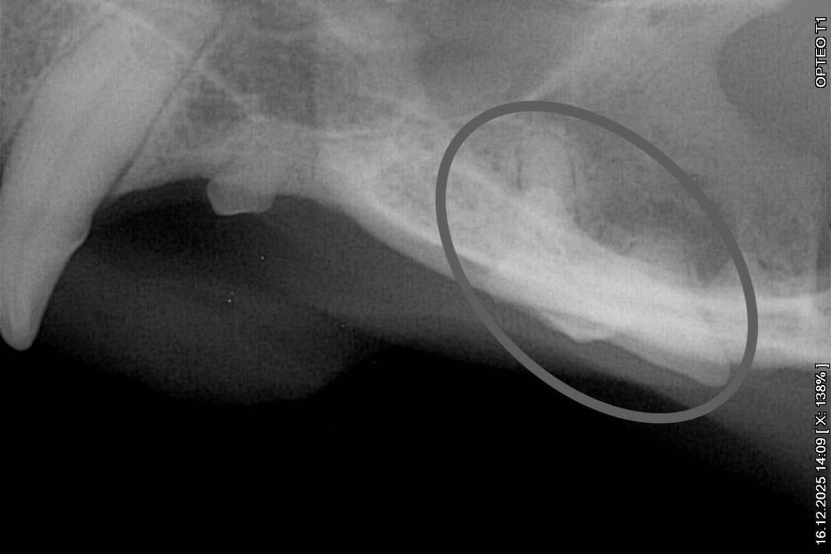 Пример качественного рентгеновского снимка. Это зуб Фемиды, который она потеряла, живя на улице. Его двойной корень остался, можете видеть, как один уже "подрассосался" 