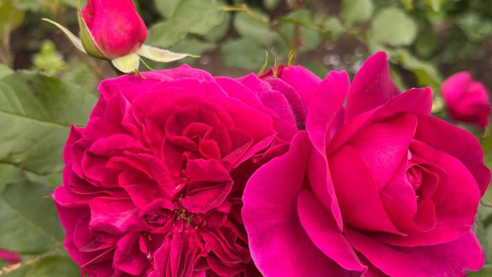 Роза Манстед Вуд.