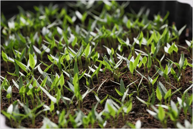 Просто о перце в открытом грунте