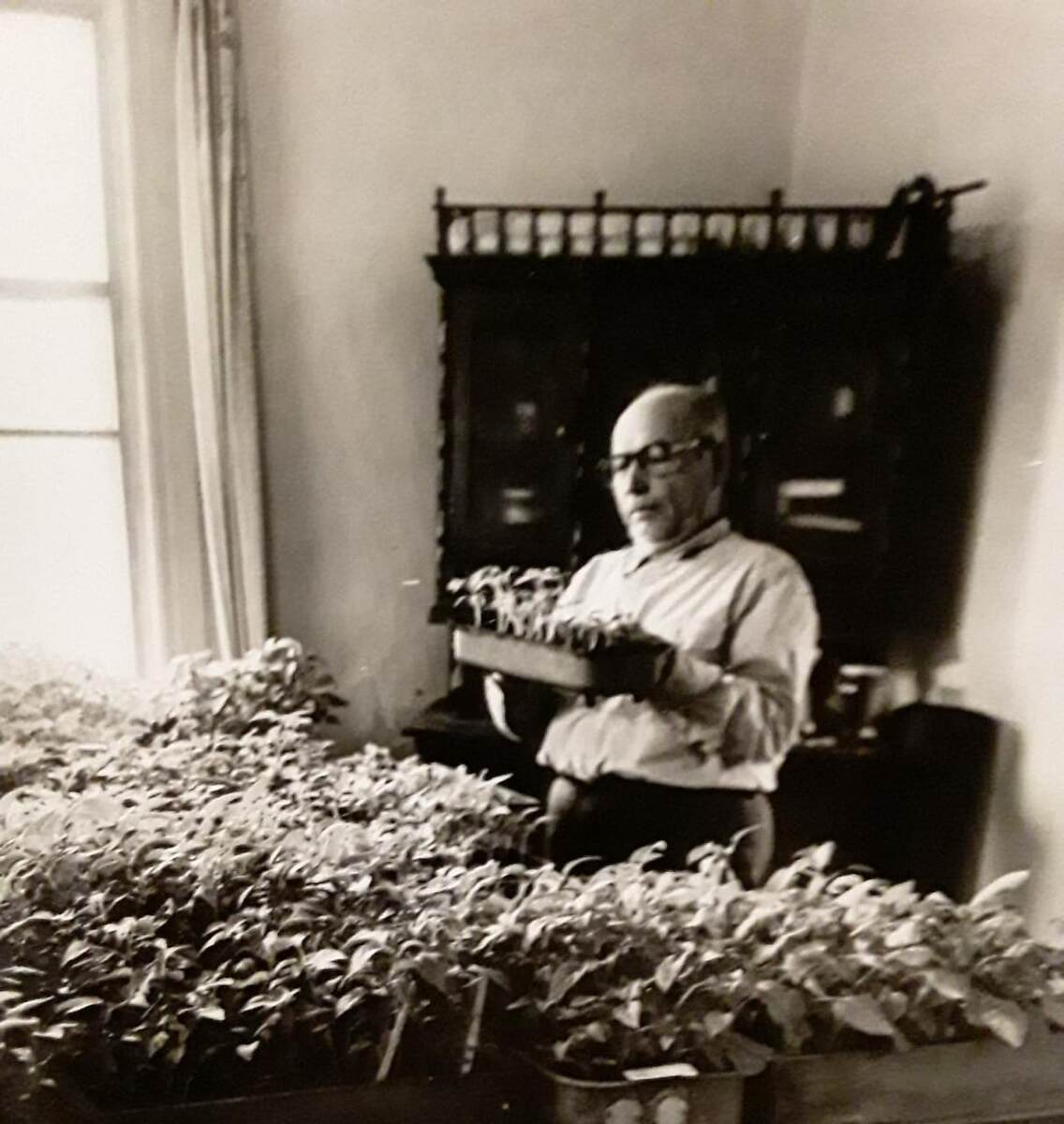 Это мой дедушка с рассадой.