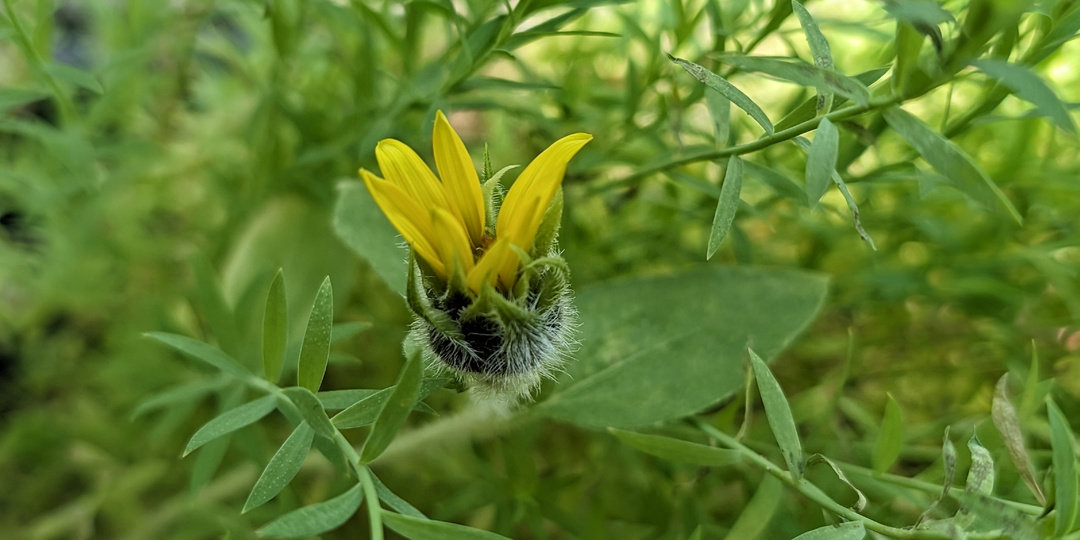 Природа на подоконнике