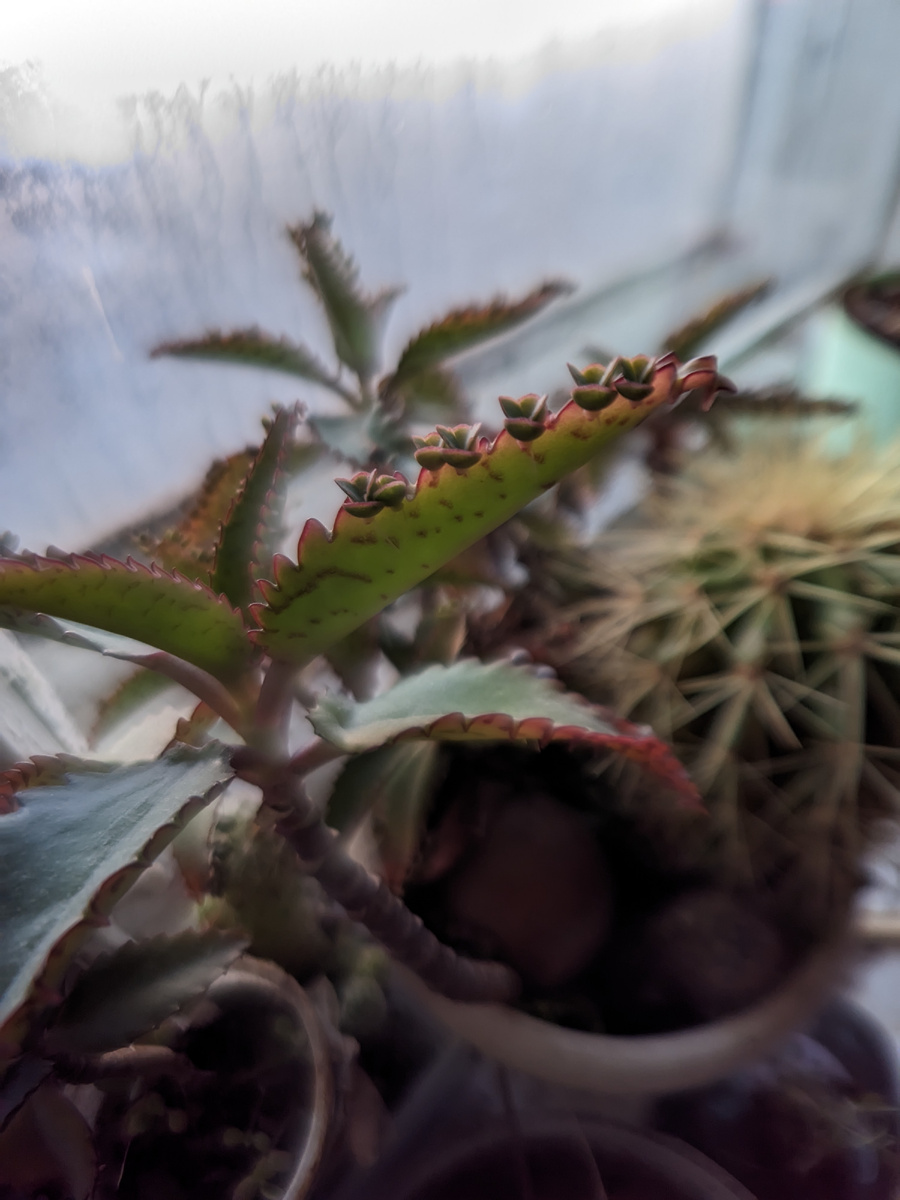 Здесь только кактус и каланхоэ готовы вечно жить и не жаловаться.