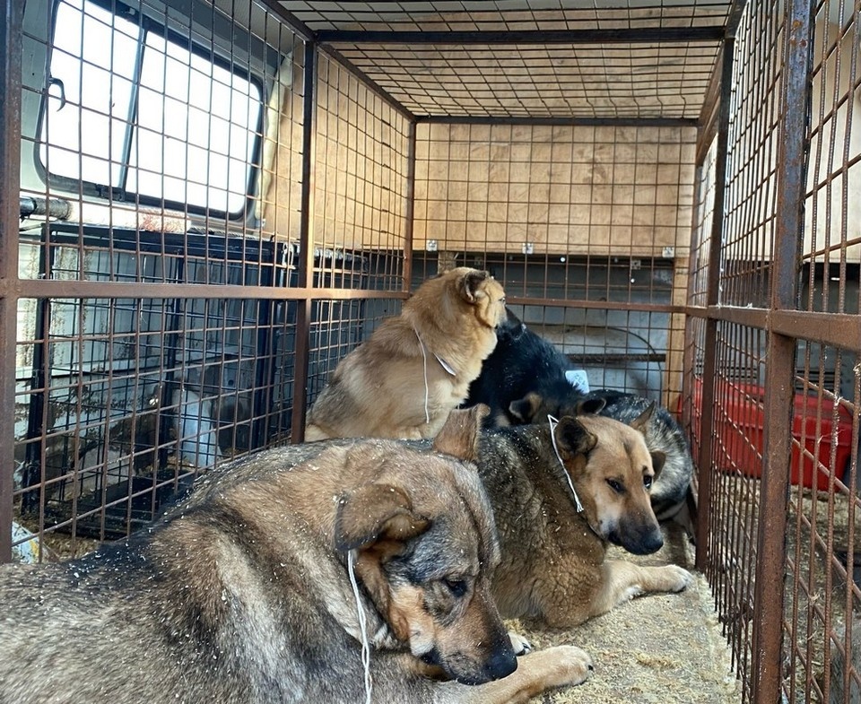    Территорию в радиусе двух километров от очага признали неблагополучным пунктом по бешенству животных Алиса ВЬЮШКИНА