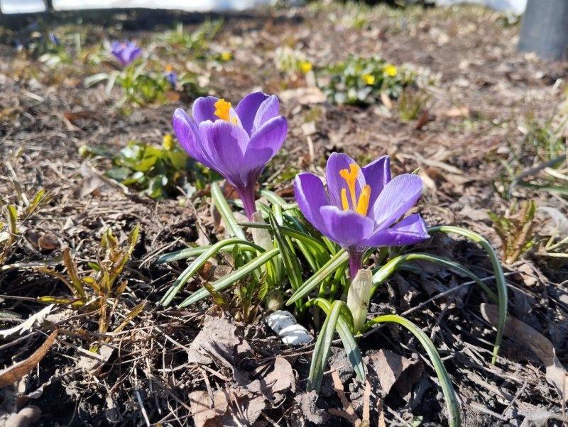     © фото - Александр Баламутов