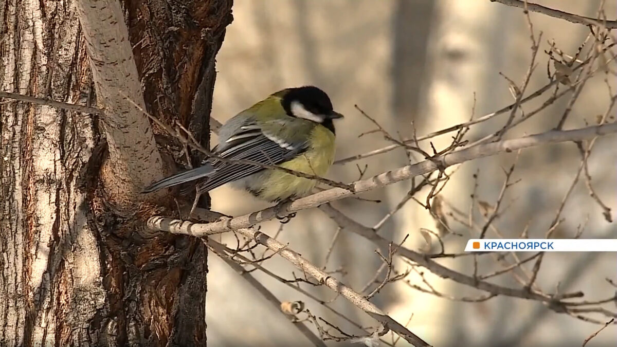     В Красноярск снова идет похолодание