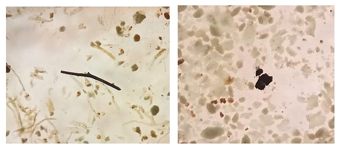 Исследованные кусочки угля под микроскопом. Источник: Людмила Лазукова / РГПУ имени А.И. Герцена