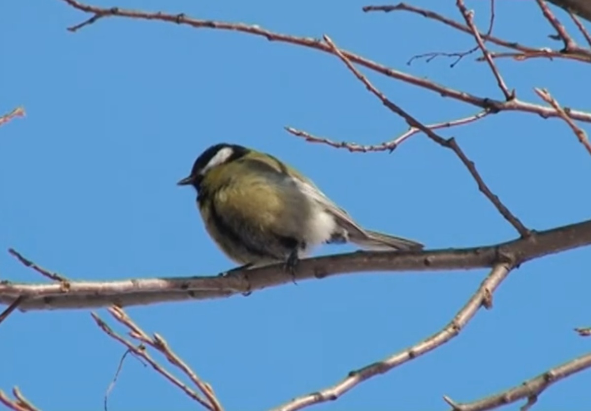 Скриншот с видео на Youtube