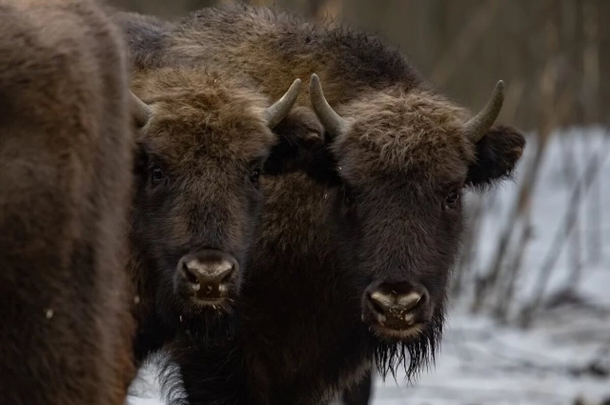    Беловежский Феникс.
