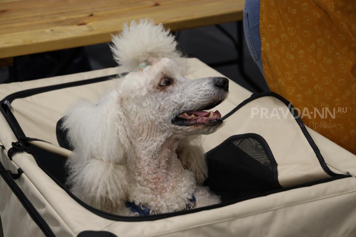    На сегодняшний день регистрация собак осуществляется в заявительном порядке