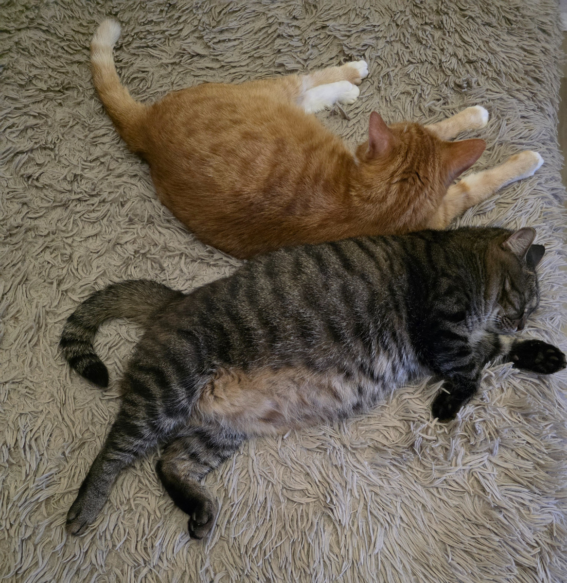 Ну вот как вообще можно их обижать ? 