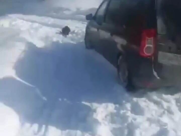 Собаки 2 дня без еды, помогите🙏🏻