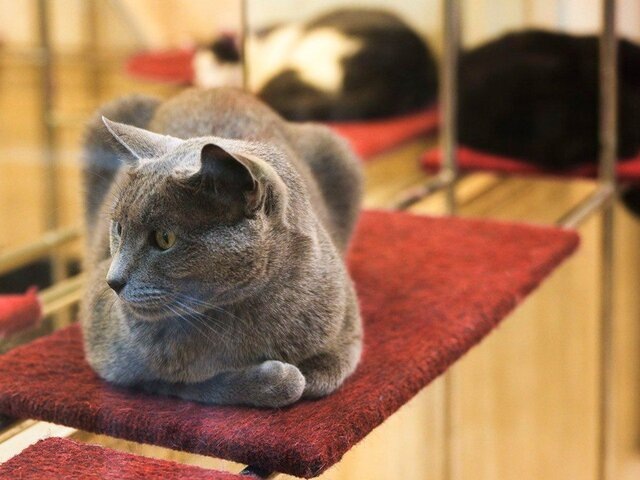    Фото: портал мэра и правительства Москвы