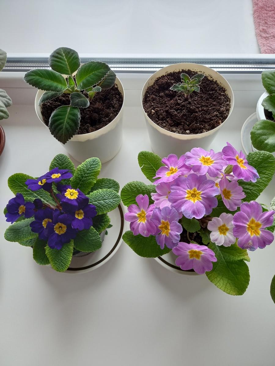 Примулы. Фото 10.03.2026 г