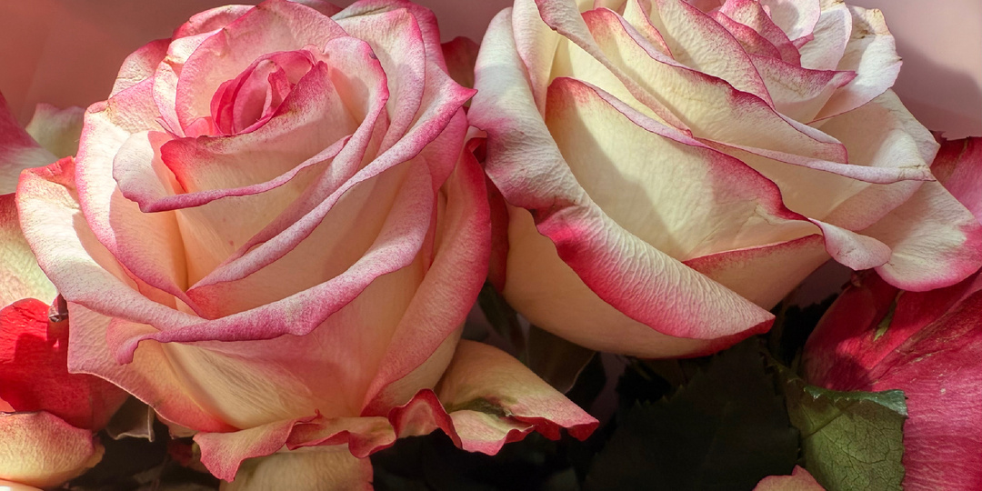 Я подарю тебе букет из двух… инфекций