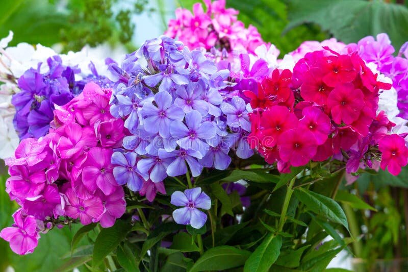 Флоксы. Описание, виды, уход