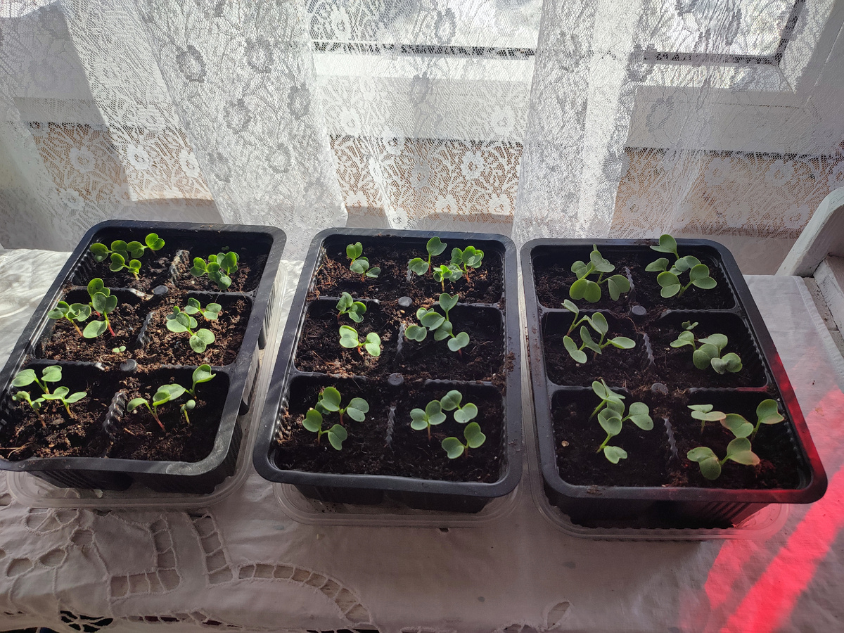 Рассада редиса. Черриэт и Селеста. 