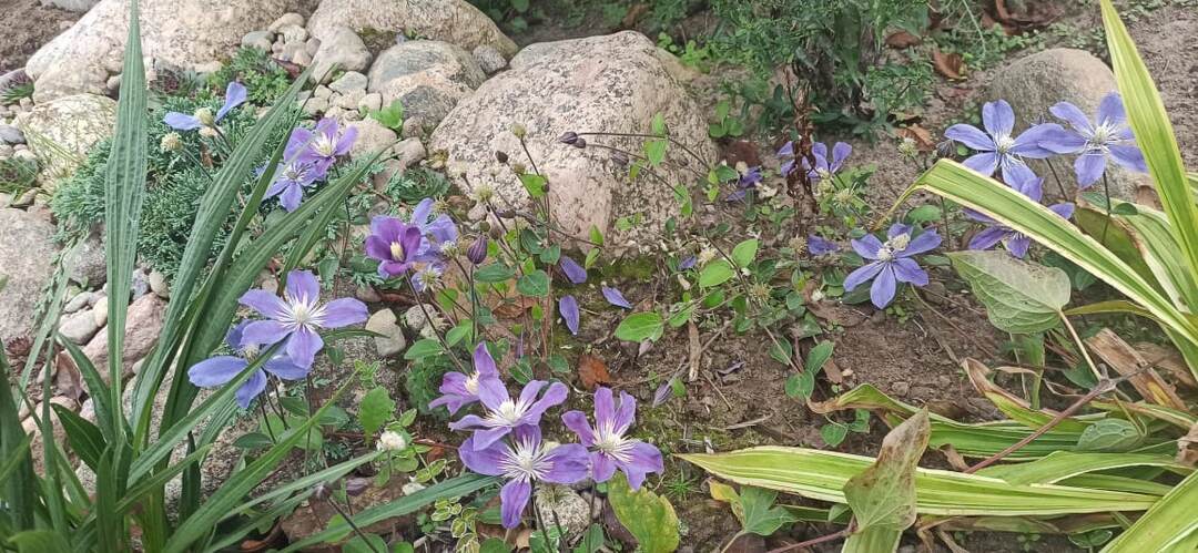 Клематис ботанический Арабелла