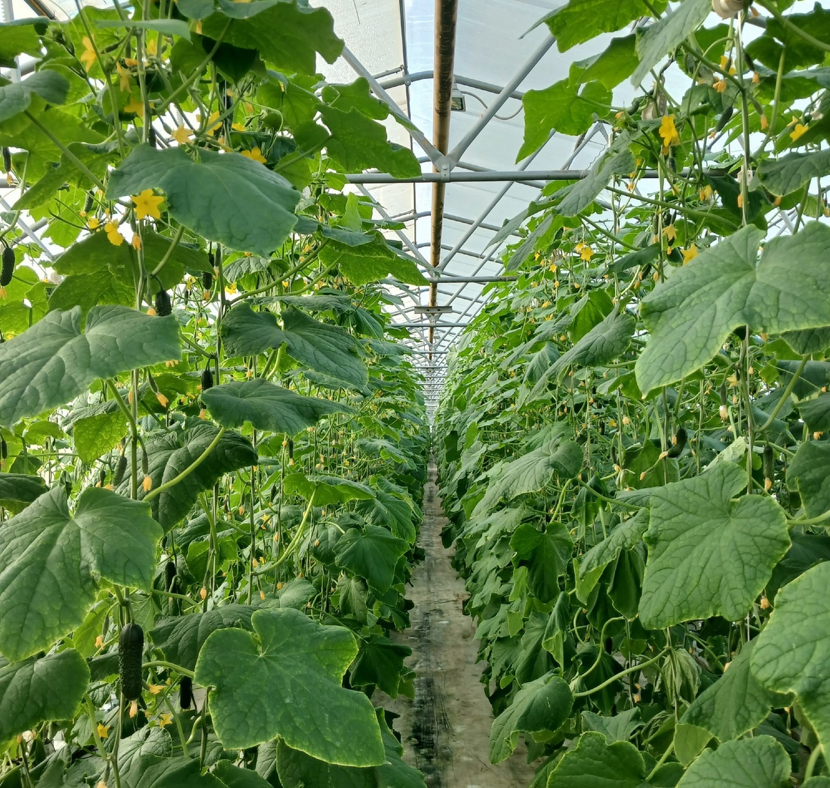     Ҡыярҙың ниндәй сорттары иң һәйбәте һанала?