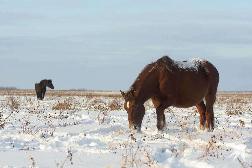    Теперь с лошадьми нельзя гулять по набережным, паркам, скверам и аллеям Алексей БУЛАТОВ