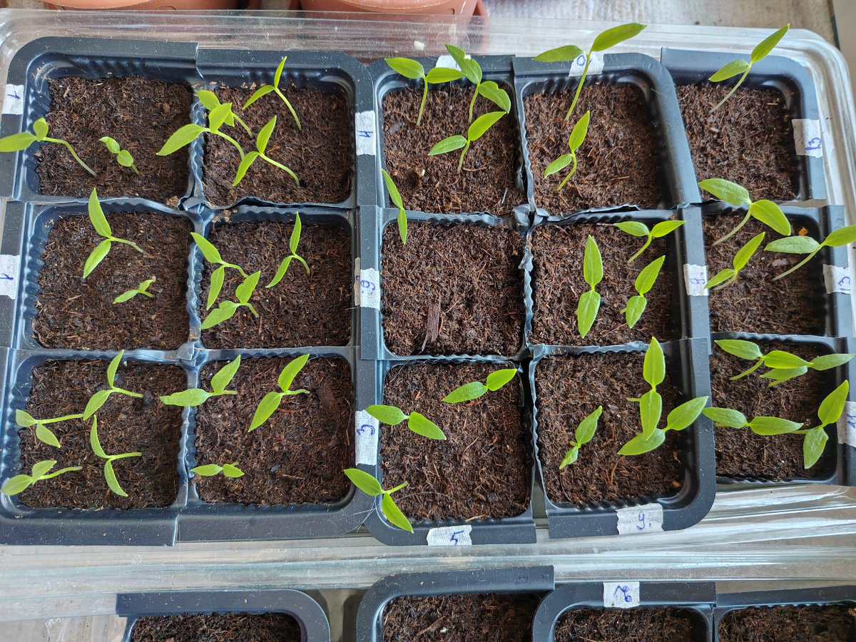 Вот так выглядят всходы моих перцев