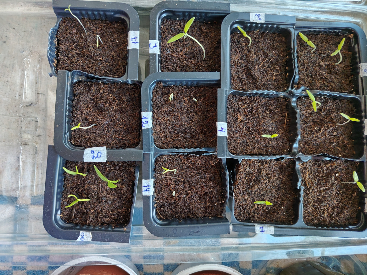 А так выглядят всходы томатов