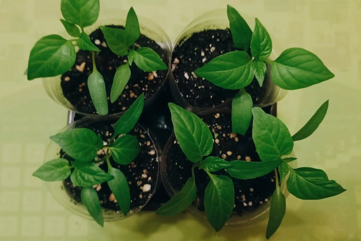 Источник фото: youtube.com