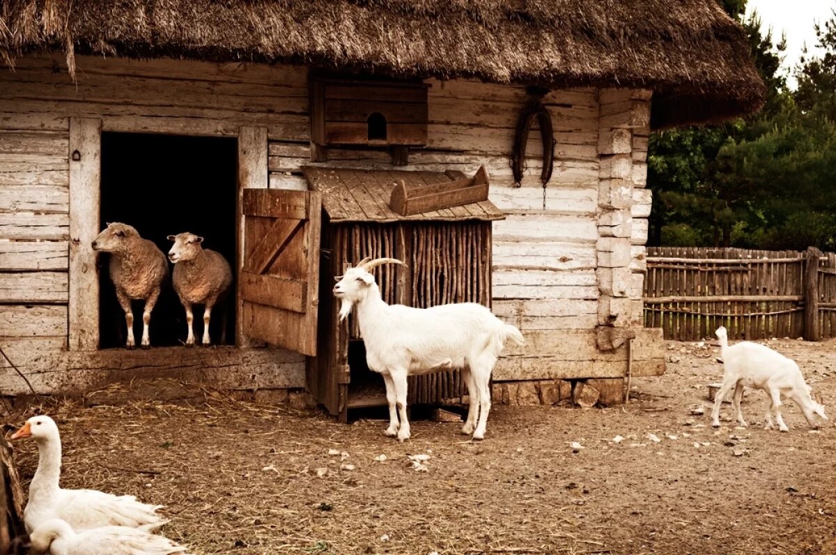    На стандартных шести сотках соблюсти зоогигиенические требования так, чтобы не создать проблем соседям, физически очень сложно.