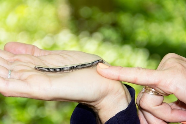 Ароматный вонючка. Кем пахнет сочинский лес